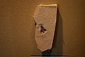 I Fossili di Bolca_42